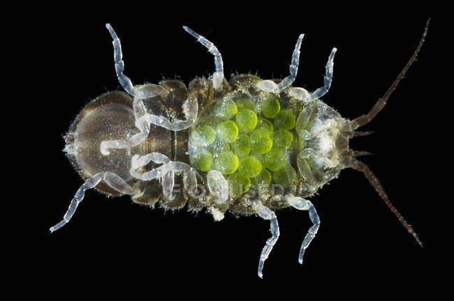 Джаера альбіфронів жук з зеленими яйцями — стокове фото