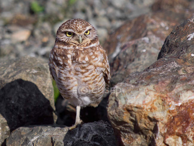 Western burrowing owl sitting on rocks — Stock Photo