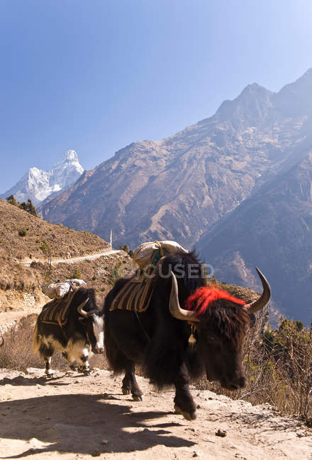 Yaks en sendero de ladera rural - foto de stock