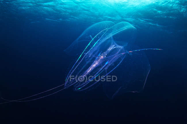 Leucothea floating underwater — Stock Photo