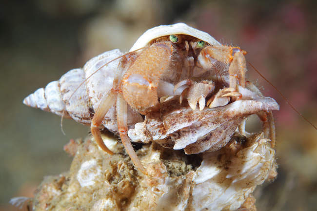 Pagurus pubescens hermit crab — Stock Photo