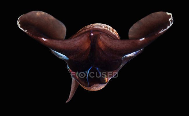 Limacina helicina caracol de mar en negro - foto de stock