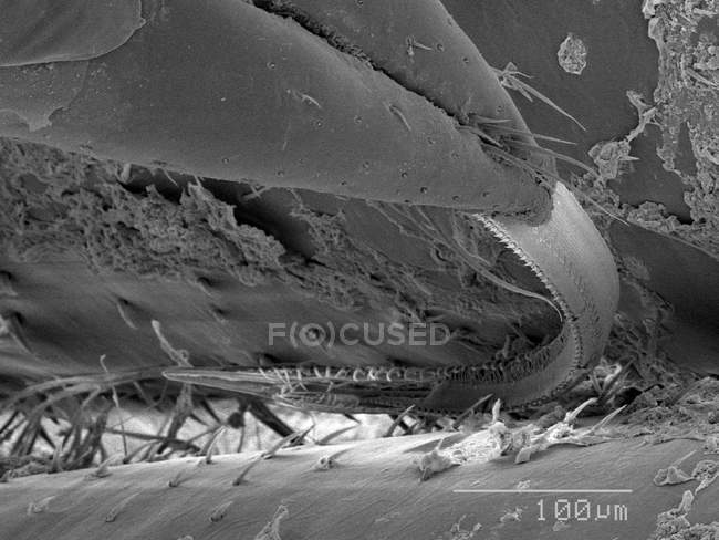 Water bug proboscis with scaled rule — Stock Photo