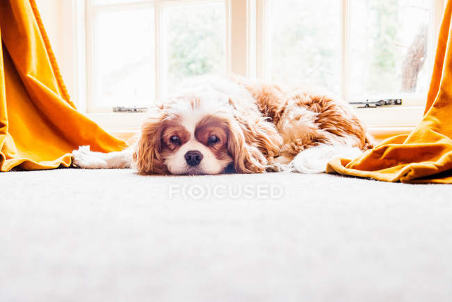 Собака лежит на полу — стоковое фото