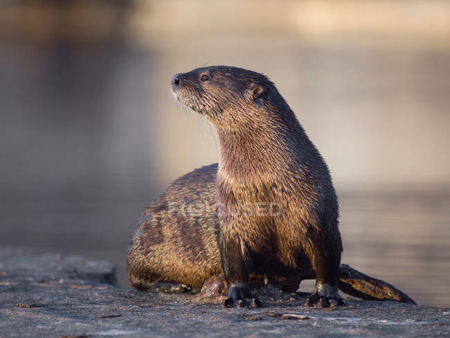 North American river otter looking aside — Stock Photo