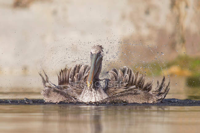 Pelícano marrón salpicando en el agua - foto de stock