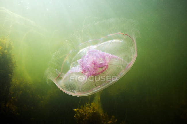 Moon jellyfish floating underwater — Stock Photo