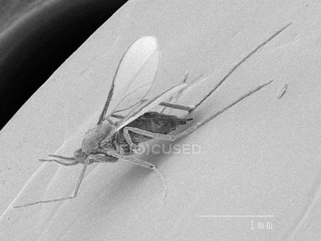 Mosquito fedorento com regra escalonada — Fotografia de Stock