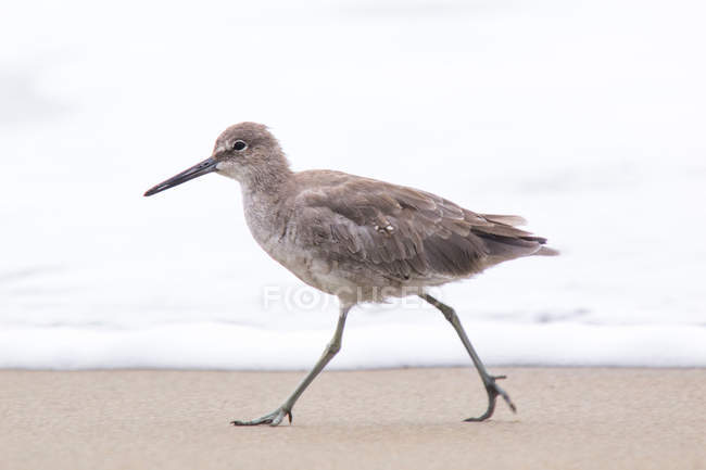 Willet pássaro caminhando na praia de areia — Fotografia de Stock