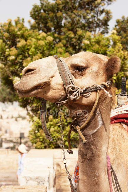 Camello mirando a la cámara - foto de stock