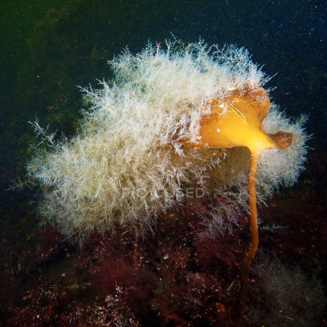 Hydrozoan colony on Laminaria — Stock Photo
