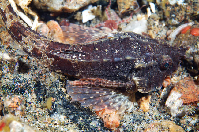 Agonus cataphractus auf dem Meeresboden — Stockfoto