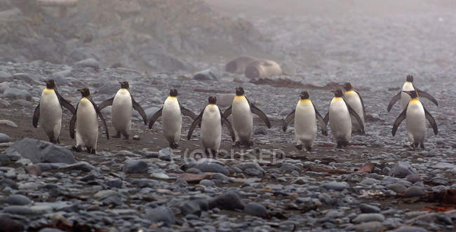 Rey pingüinos caminando en la orilla - foto de stock
