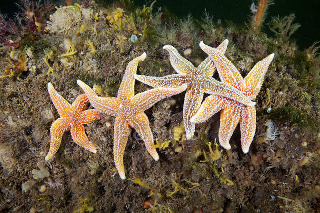 Estrella de mar común en los corales - foto de stock