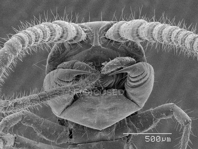 Centipede head with scaled rule — Stock Photo