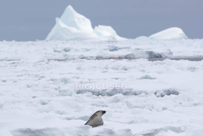 Крабовый тюлень, лежащий на льдине — стоковое фото