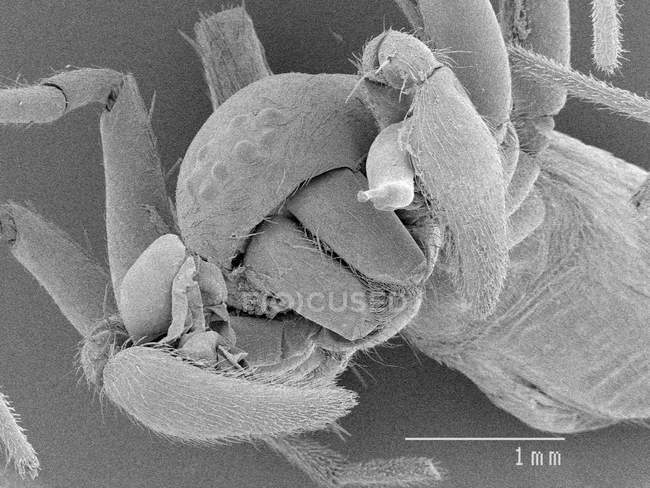 Голова павука з масштабованим правилом — стокове фото