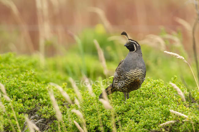 California quail standing in grass — Stock Photo