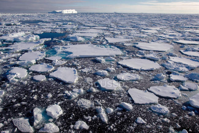 Ice floe in the southern ocean — Stock Photo