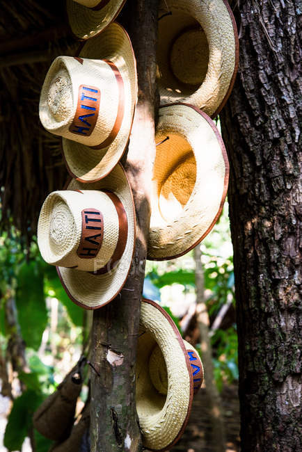 Chapéus pendurados no tronco da árvore — Fotografia de Stock