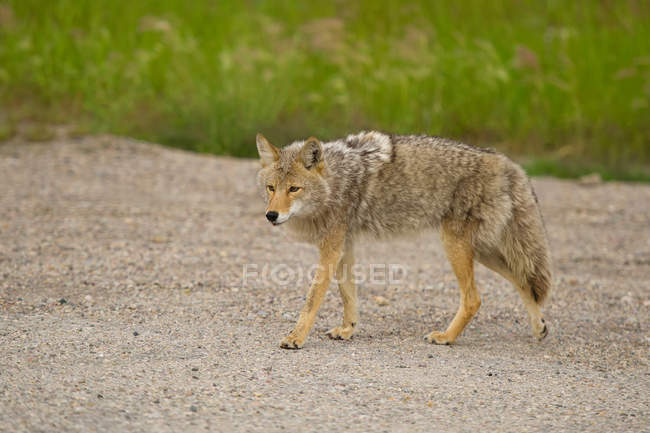 Coyote caminando sobre la arena - foto de stock