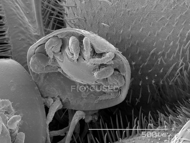 Mite on beetle with scaled rule — Stock Photo