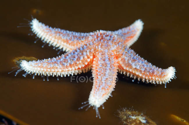 Common starfish on brown — Stock Photo