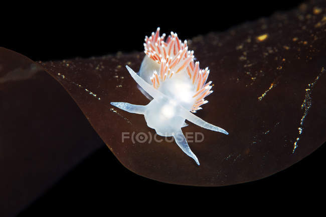 Coryphella verrucosa mar lesma — Fotografia de Stock