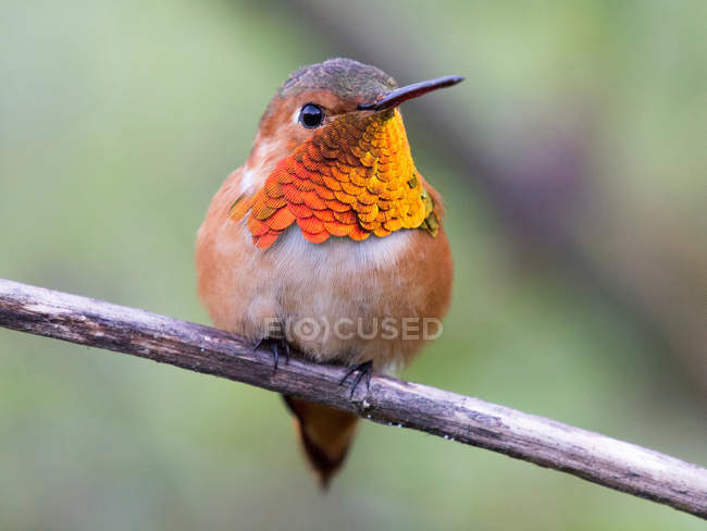 Kolibri sitzt auf Ast — Stockfoto