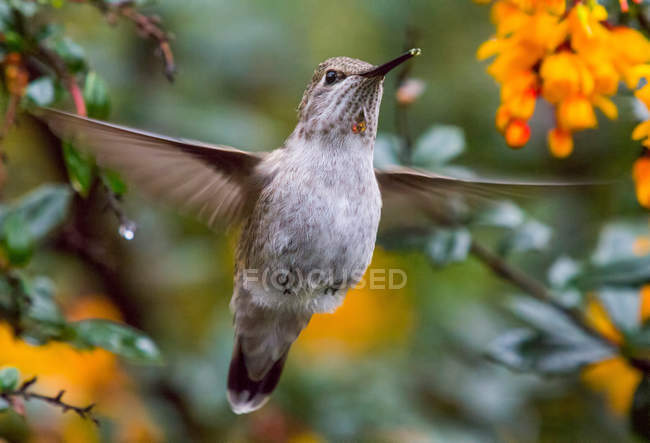 Anna colibri volant dans la verdure — Photo de stock