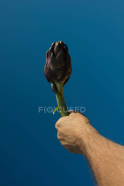 Male hand holding artichoke — Stock Photo