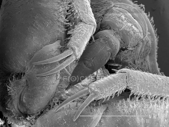 Toad bug with scaled rule — Stock Photo