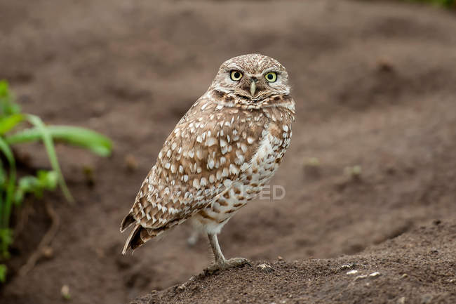 Burrowing owl looking at camera — Stock Photo