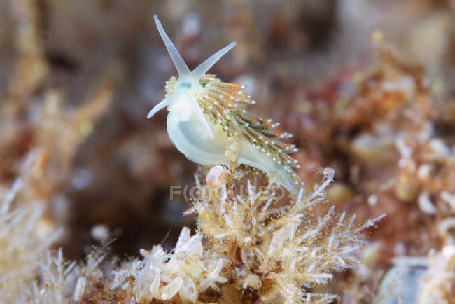 Trinchesia viridis nudibranch sea slug — Stock Photo