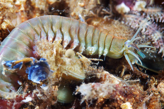 Sea sandworm on corals — Stock Photo
