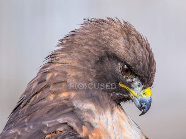 Cabeça de falcão de cauda vermelha — Fotografia de Stock