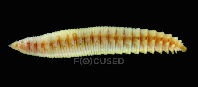 Travisia annelid worm on black — Stock Photo