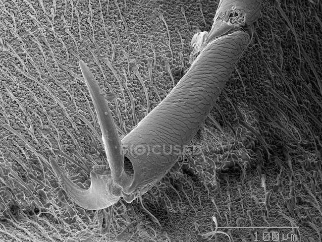 Тарсус жука с масштабируемым правилом — стоковое фото