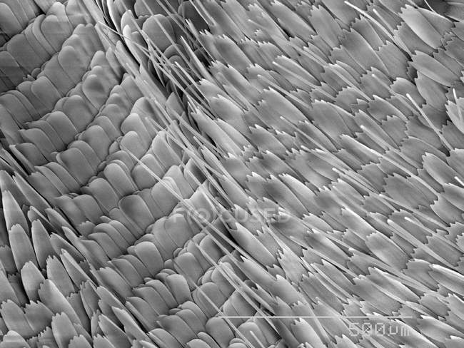 Butterfly scales with scaled rule — Stock Photo