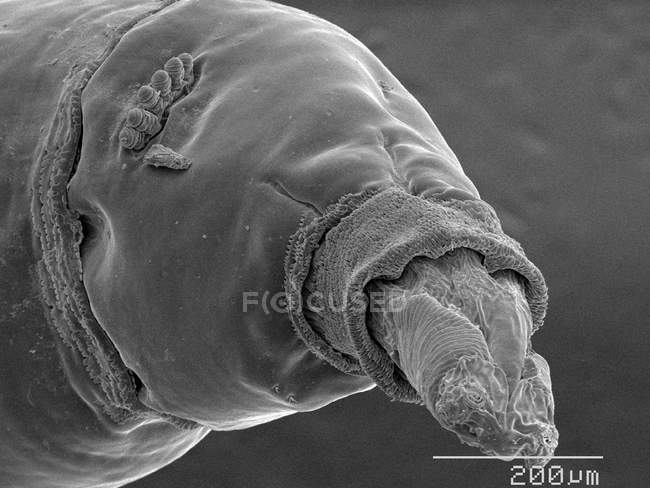 Личинка домашней мухи с масштабированным правилом — стоковое фото