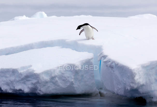 Pinguin steht auf Eisscholle — Stockfoto
