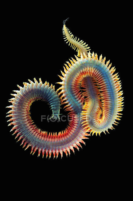Морской песчаный червь на черном — стоковое фото