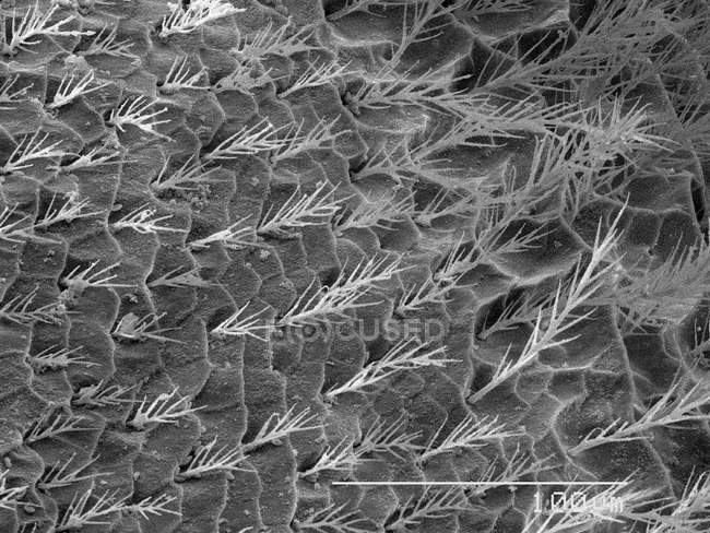 Torace della vespa del cuculo con regola in scala — Foto stock
