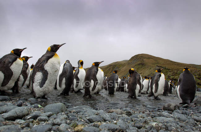 Королівські пінгвіни стоячи у воді в ряди — стокове фото