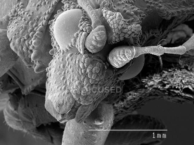 Testa di insetto imboscata con regola in scala — Foto stock