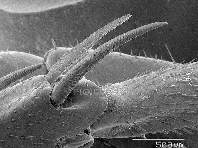 Шпоры на ногах тараканов с масштабированным правилом — стоковое фото