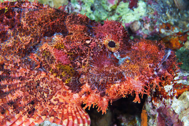 Червона бородата скорпіонна риба в коралах — стокове фото