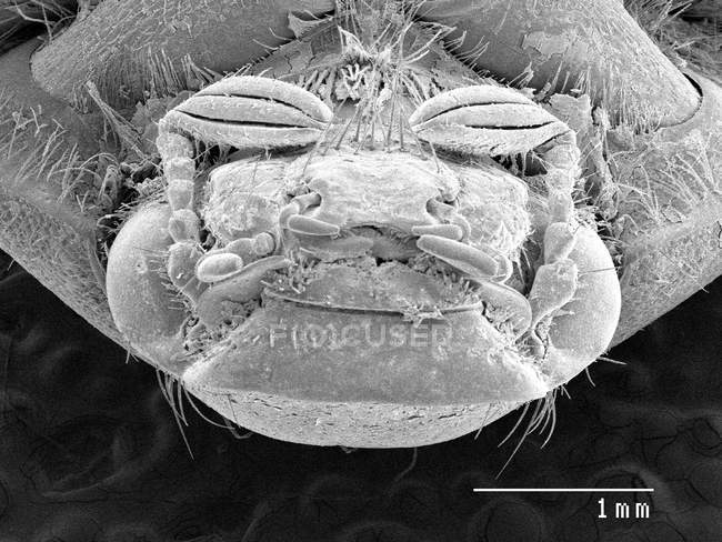Голова жука с масштабированным правилом — стоковое фото