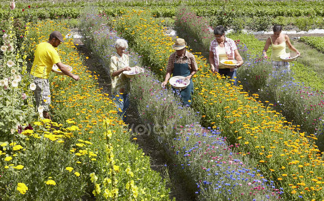 Personas mayores recogiendo flores en el campo - foto de stock