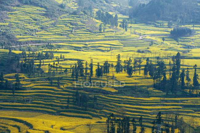 Yellow field terraces — Stock Photo